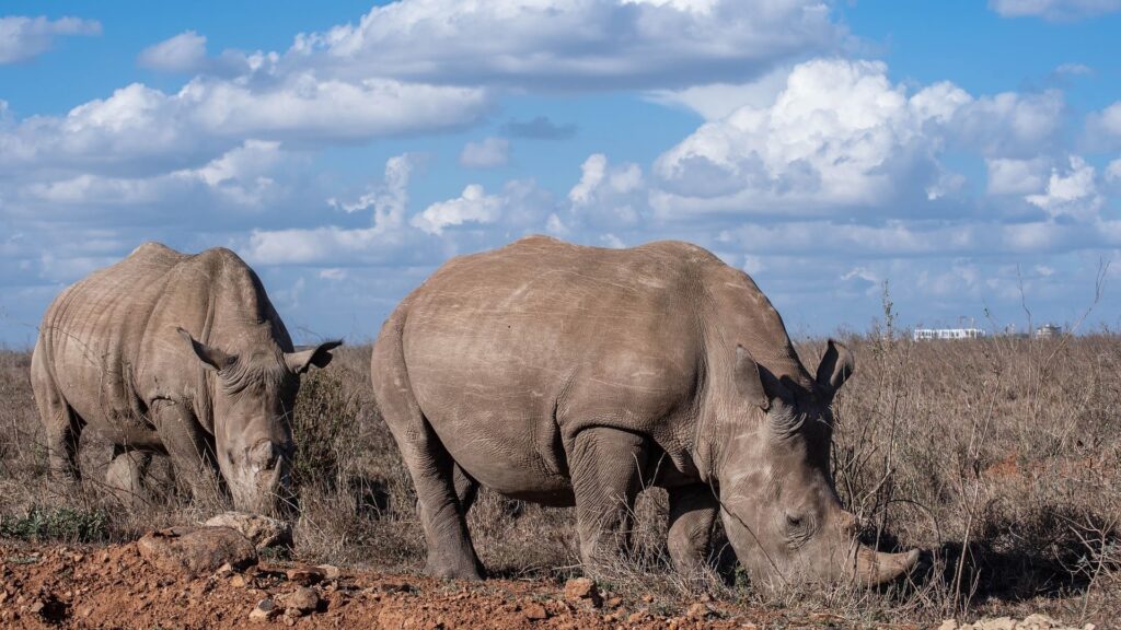 Nairobi National Park - Siafu World Travel
